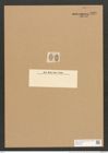 Cocconeis lyra A. Schum. (de-Toni-Nr.: Genus 40, Species 1830) Zeichnungen Sammlung Grunow Nr. 3620 (NHMW-BOT-W0371223)
